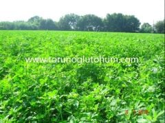 Çıplak İtalyan Yoncası Os 66