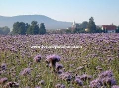 Arı Otu Tohumu ( Faselya Tohumu )  (Phacelia Tanacetifolia Bentham)