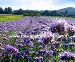 Arı Otu Tohumu ( Faselya Tohumu )  (Phacelia Tanacetifolia Bentham)