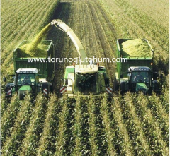 5581 KWS Silajlık Mısır
