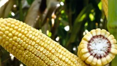Kws Olımpıon Fao 700 Slajlık Mısır Tohumu