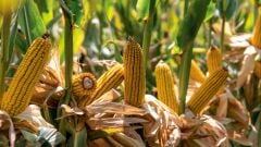 Kws Kalumet Fao 700 Slajlık Mısır Tohumu