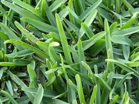 Kikuyu Çim Tohumu (Pennisetum Clandestinium)