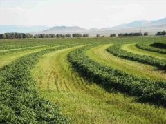 Blue Moon Yonca Tohumu