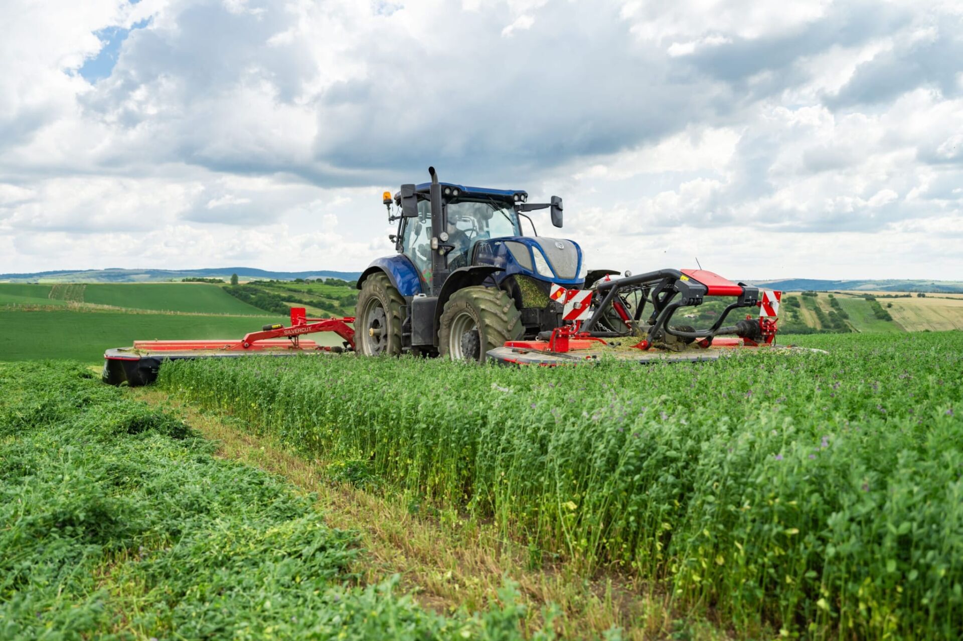 Blue Moon Yonca Tohumu