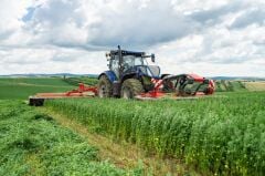 Blue Moon Yonca Tohumu