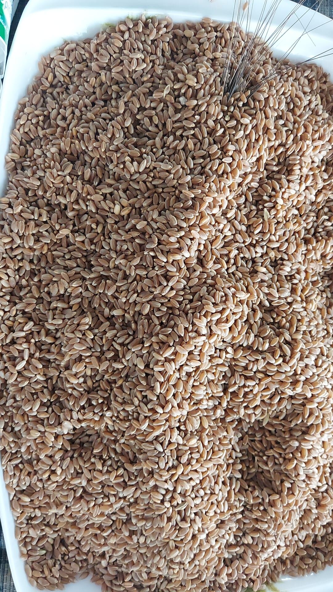 Karakılçık Buğday Tohumu