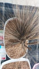 Karakılçık Buğday Tohumu