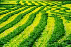 Yonca Tohumu Novosadska