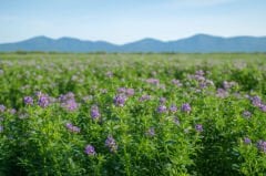 Yonca Tohumu Novosadska