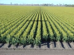 Dane Sorgum Tohumu-10 kg