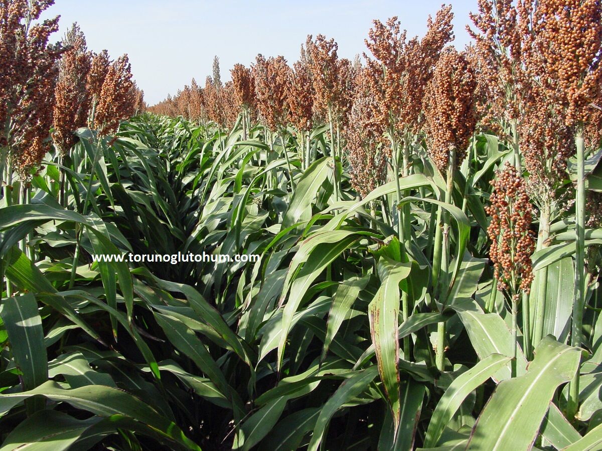 Dane Sorgum Tohumu-10 kg