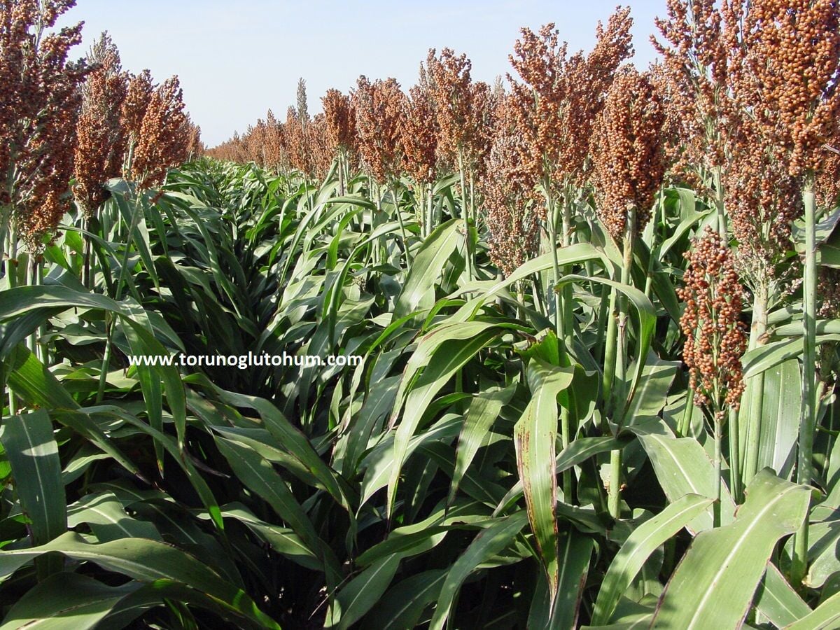 Dane Sorgum Tohumu-10 kg