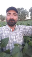 Arısoy Soya Tohumu