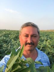 Arısoy Soya Tohumu