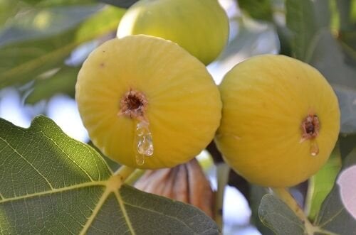 4 Adet Sarılop İncir Fidanı 30-40 Cm Sertifikalı Fidan