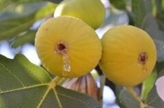 4 Adet Sarılop İncir Fidanı 30-40 Cm Sertifikalı Fidan