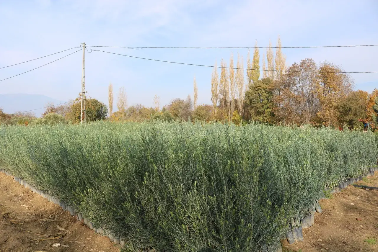 Manzanilla Zeytin Fidanı