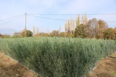 Manzanilla Zeytin Fidanı