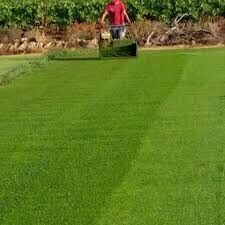 Paspalum Çim Tohumu