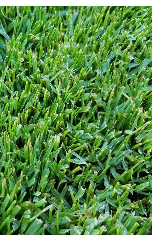 Paspalum Çim Tohumu