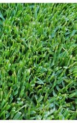 Paspalum Çim Tohumu