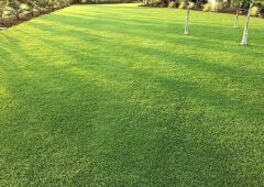 Paspalum Çim Tohumu