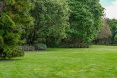 Gölge Alan Çim Tohumu