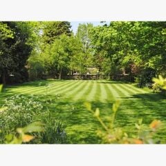 Gölge Alan Çim Tohumu