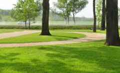 Gölge Alan Çim Tohumu