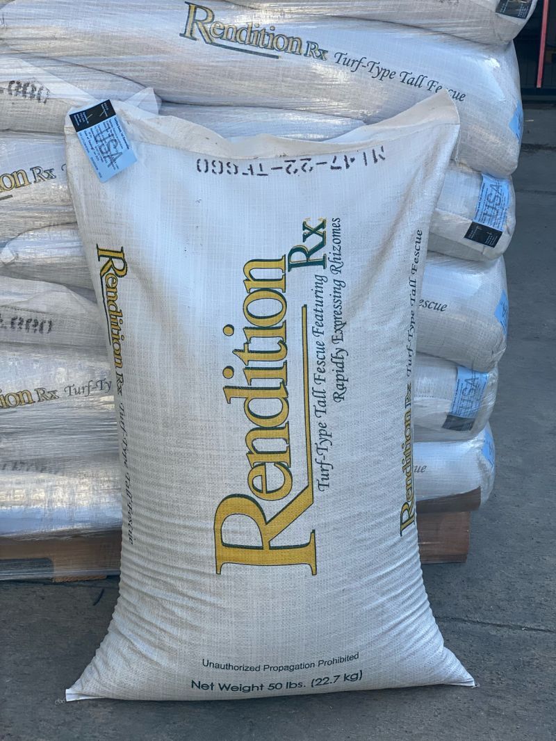 Festuca Arundinecea Rendition RX Rizomlu Çim Tohumu