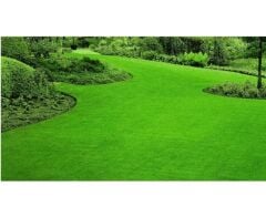 Festuca Arundinacea Rizomsuz Moondance GLX