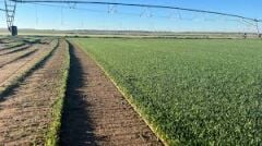 Festuca Arundinacea Rizomsuz Moondance GLX