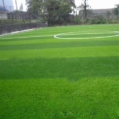 Festuca Arundinacea Rizomsuz Moondance GLX