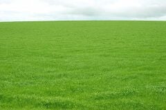 Festuca Rubra Rubra (Kırmızı Yumak) Çim Tohumu