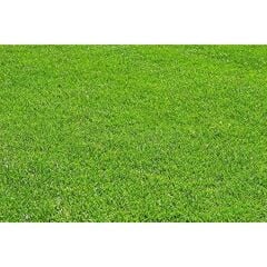 Festuca Rubra Rubra (Kırmızı Yumak) Çim Tohumu