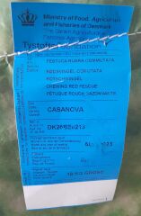 Festuca Rubra Commutata (Adi Kırmızı Yumak)Çim Tohumu