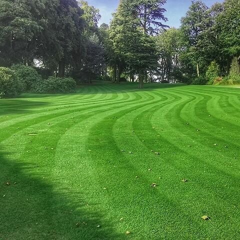 Festuca Rubra Commutata (Adi Kırmızı Yumak)Çim Tohumu