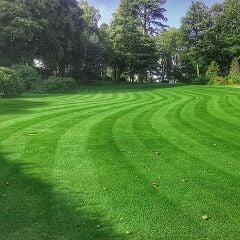Festuca Rubra Commutata (Adi Kırmızı Yumak)Çim Tohumu