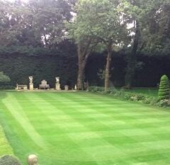 Festuca Rubra Commutata (Adi Kırmızı Yumak)Çim Tohumu