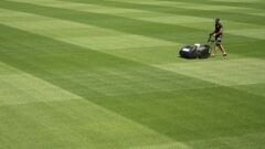 Festuca Rubra Commutata (Adi Kırmızı Yumak)Çim Tohumu