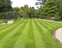 Festuca Rubra Commutata (Adi Kırmızı Yumak)Çim Tohumu