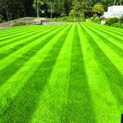 Festuca Rubra Commutata (Adi Kırmızı Yumak)Çim Tohumu