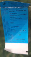 Festuca Ovina (Mavi Koyun Yumağı) Çim Tohumu