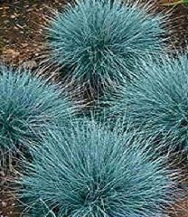 Festuca Ovina (Mavi Koyun Yumağı) Çim Tohumu