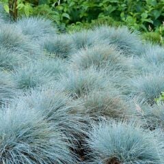 Festuca Ovina (Mavi Koyun Yumağı) Çim Tohumu