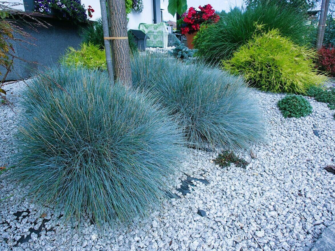 Festuca Ovina (Mavi Koyun Yumağı) Çim Tohumu