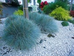 Festuca Ovina (Mavi Koyun Yumağı) Çim Tohumu