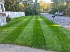 Lolium Perenne (İngiliz Çimi) Çim Tohumu Signet