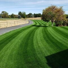 Lolium Perenne (İngiliz Çimi) Çim Tohumu Signet